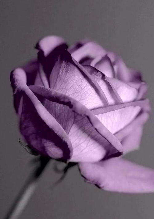 紫色玫瑰的花语（探寻紫色玫瑰的意义与象征）