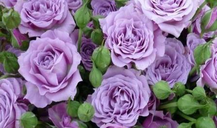 紫色玫瑰的花语（揭示紫色玫瑰的花语含义与文化传承）