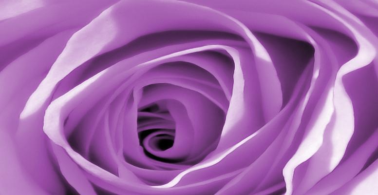紫色玫瑰的花语（揭示紫色玫瑰的花语含义与文化传承）