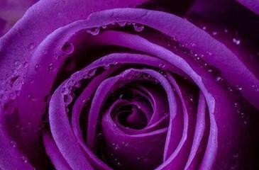 紫色玫瑰的寓意与象征——神秘与奇幻（探索紫色玫瑰花的魅力，解读其深刻的象征意义）