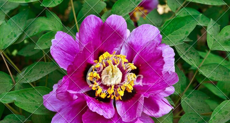 紫色牡丹花的寓意和象征（探寻紫色牡丹花的神秘魅力）