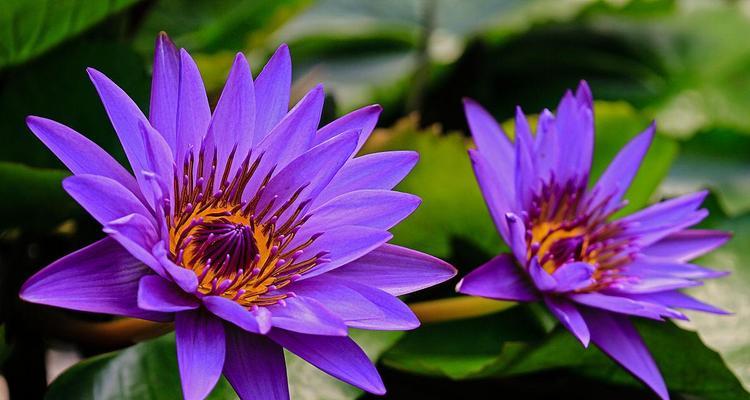 紫色矢车菊的花语及其深远含义（揭秘紫色矢车菊花语的诗意之旅）