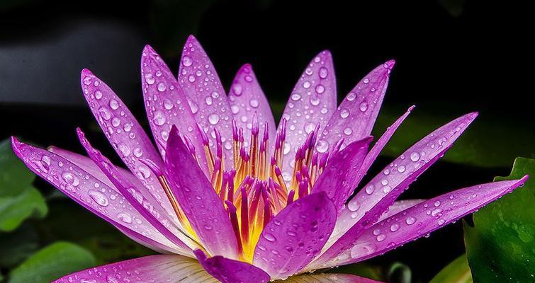 紫色睡莲的花语-寄托和梦幻（紫色花海中的奇迹）