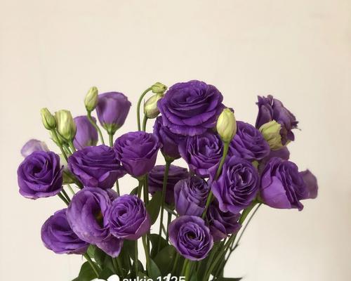 紫色洋桔梗的花语和寓意（传递祝福和希望的紫色洋桔梗花语）