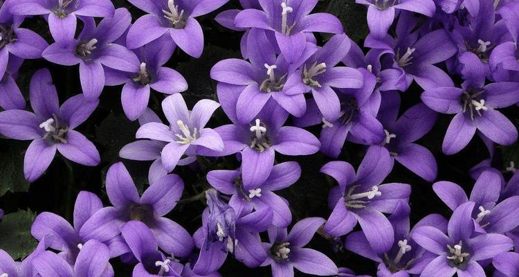 紫色玉兰花的意义与象征（探寻紫色玉兰花的隐含之美）