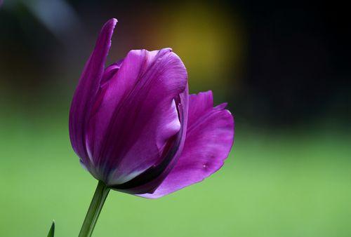 紫色郁金香的花语和象征（探索紫色郁金香花语与寓意，领略其美丽与神秘）