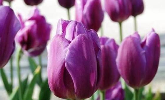 紫色郁金香的花语和象征（探索紫色郁金香花语与寓意，领略其美丽与神秘）