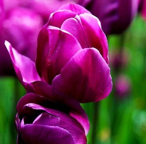 紫色郁金香的花语（以紫色郁金香的花语探寻内心的情感与意义）