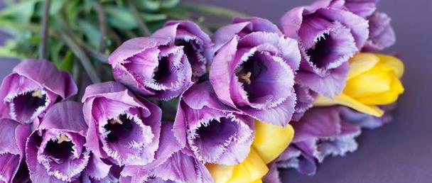 紫色郁金香的花语——深情与神秘的象征（解析紫色郁金香的花语及其魅力所在）