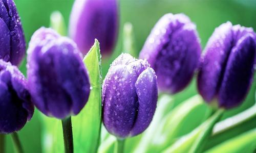 紫色郁金香的花语——深情与神秘的象征（解析紫色郁金香的花语及其魅力所在）