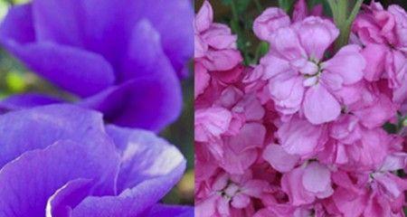 紫色紫罗兰花语之花开寓意（紫罗兰花语与爱情、友谊和希望的关联）