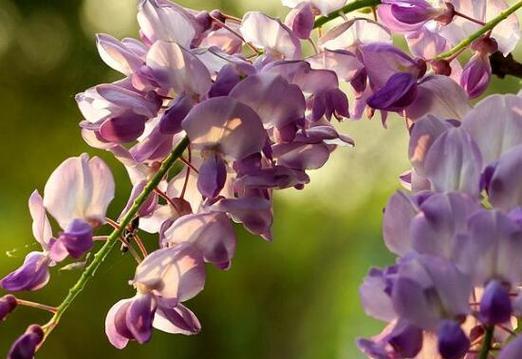 紫藤花的花语之美丽与希望（探寻紫藤花花语的深刻内涵）