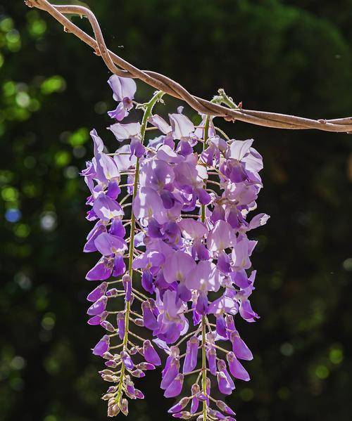 紫藤花（探寻紫藤花的花语之谜及其神秘传说）