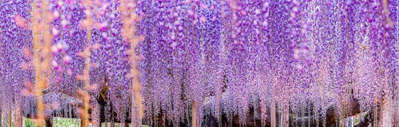 紫藤花的象征意义与寓意（花开如梦，寄托情怀；紫藤花的神秘魅力）