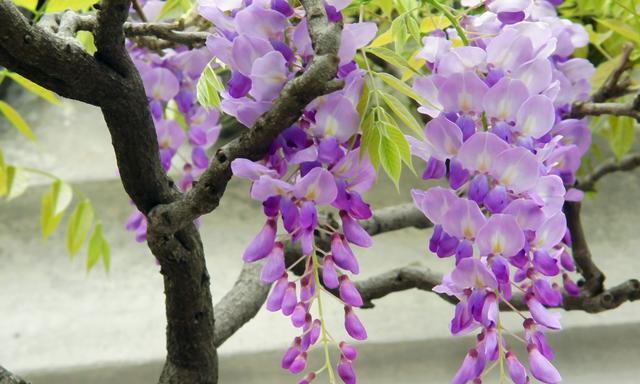 紫藤花的花语和传说（探秘紫藤花的象征意义与神话故事，解读紫藤花在文化中的重要地位）