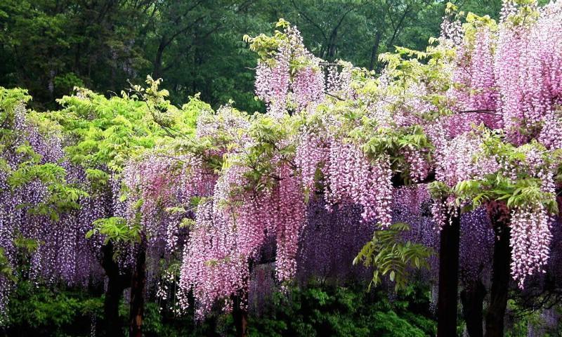 紫藤花语的美丽与寓意（探索紫藤花的含义及其文化内涵）