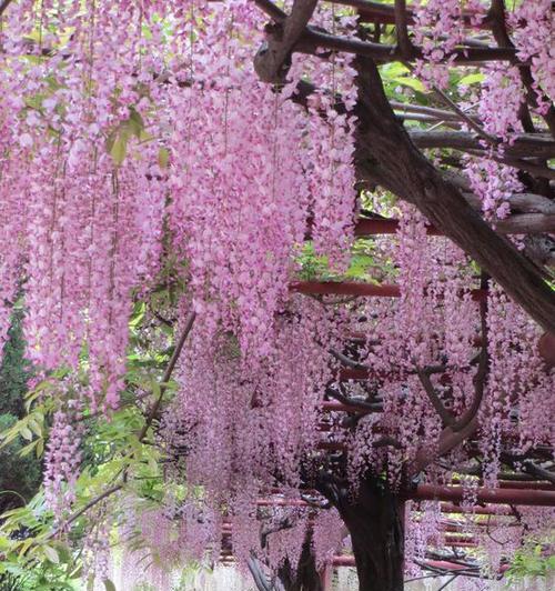 紫藤花（探寻紫藤花的花语及文化内涵）