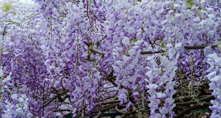 紫藤树的寓意与象征意义（紫藤树的美丽与力量）