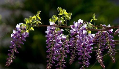 紫藤树的寓意与象征意义（紫藤树的美丽与力量）