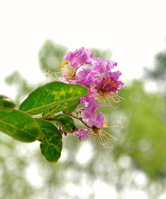 紫薇花的花语——爱与坚强的象征（探寻紫薇花的内涵与象征意义）