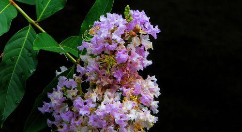 紫薇花的花语与寓意（探究紫薇花所代表的情感和象征意义）