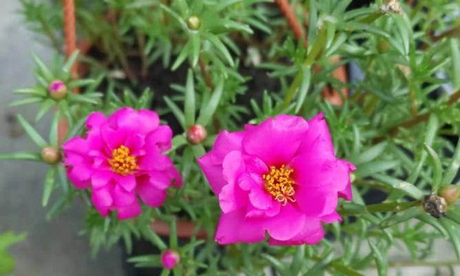 嘴唇花花语（从嘴唇的形状、颜色到微笑的含义，揭秘嘴唇传递的信息）
