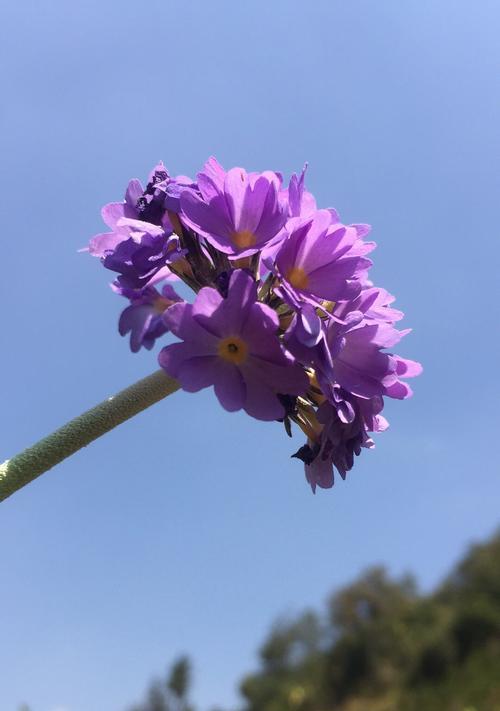 花海中的诗意世界（探寻花海中的花语之美）