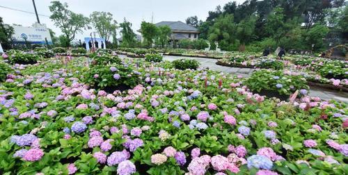 八仙花之花语与花意（揭示八仙花的神秘与美丽）