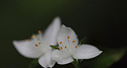 白花紫露草的花语及寓意（揭秘白花紫露草的深刻内涵）