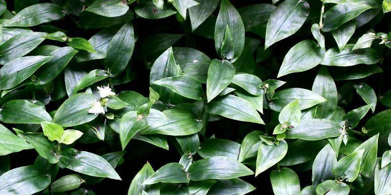 白花紫露草的花语及寓意（揭秘白花紫露草的深刻内涵）