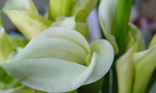 白色马蹄莲的花语——纯洁与高贵（探寻白色马蹄莲的花语，领略自然之美）