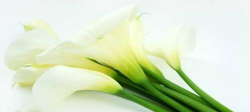 白色马蹄莲的花语——纯洁与高贵（探寻白色马蹄莲的花语，领略自然之美）