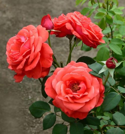 白色月季花（白色月季花花语及象征意义的解析）