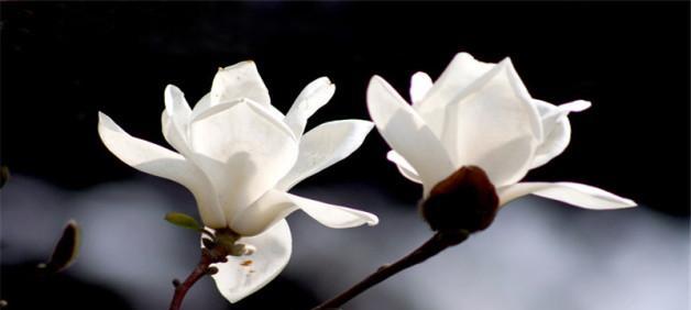 白玉兰的花语与人生的启示（以白玉兰为媒介，传递美丽和坚韧的象征）