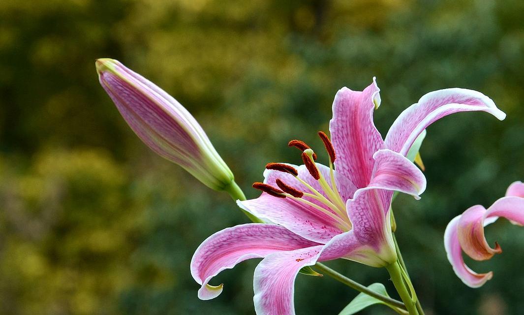 百合花语的含义及象征（探究百合的文化意义和象征价值）