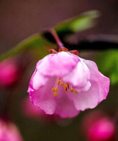 垂丝海棠，花开人间（探寻垂丝海棠的花语之美）