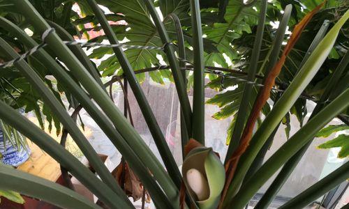 春羽的花语及寓意（探寻春羽花语中的深意）