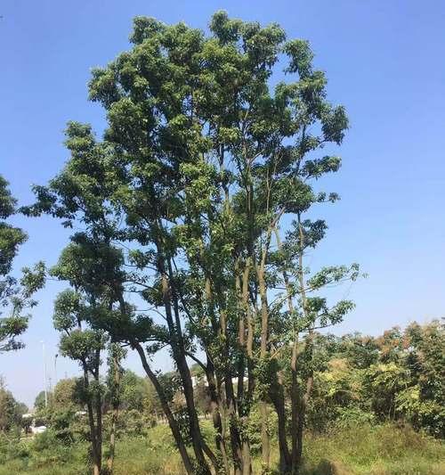 丛生香樟的意义及特点（探索丛生香樟的生态价值和文化意义）