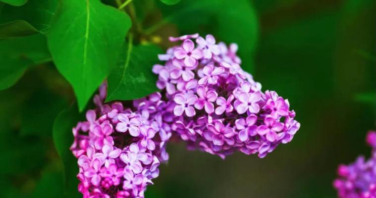 丁香花的花语与意义（探寻丁香花的独特魅力与象征）