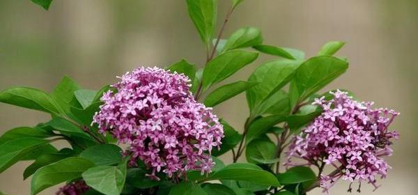 丁香花的花语（揭示丁香花语的奥秘）