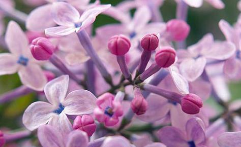 丁香花的花语（揭示丁香花语的奥秘）