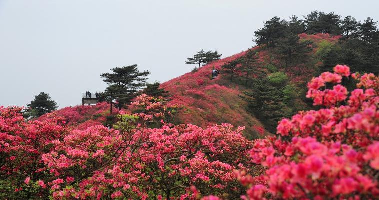 杜鹃花（杜鹃花的特点、象征意义及文化传承）