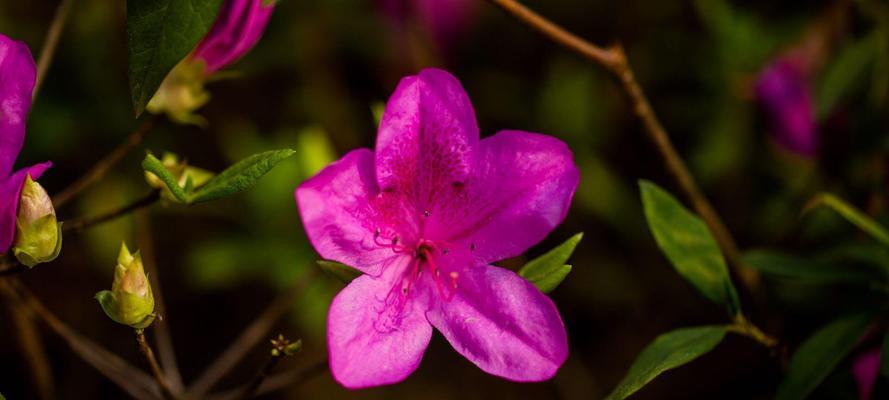 杜鹃花（杜鹃花的象征意义与生态价值）