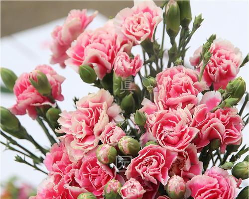 粉色康乃馨的花语——爱与温馨的象征（康乃馨的花语和寓意，以粉色康乃馨为例）