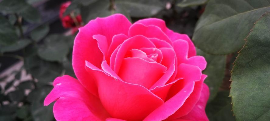 粉色月季的花语象征与寓意（粉色月季花的美丽与祝福）