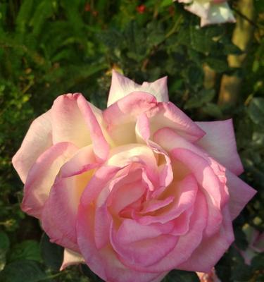 粉色月季的花语象征与寓意（粉色月季花的美丽与祝福）