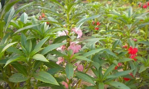 凤仙花（凤仙花的花语及文化象征）