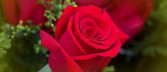 红玫瑰的花语及其象征意义（传递爱意与美好祝福的红玫瑰）