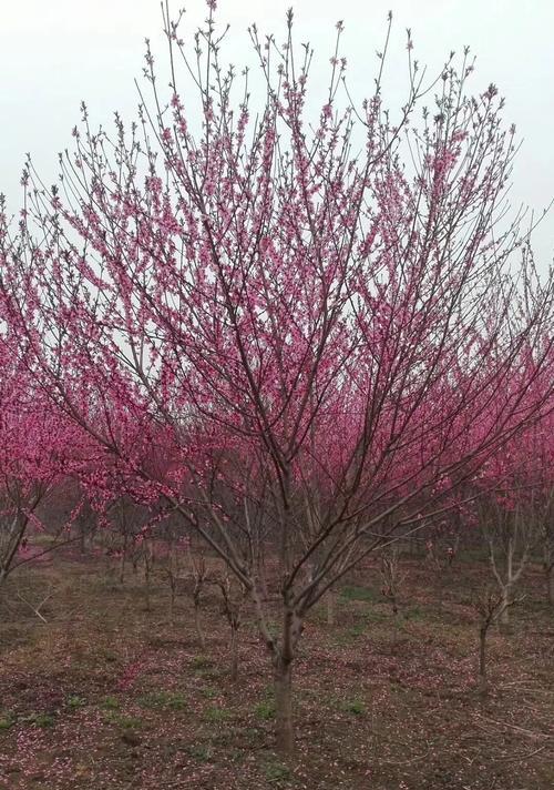 红叶碧桃的花语与美丽意义（探寻红叶碧桃的花语与寓意）