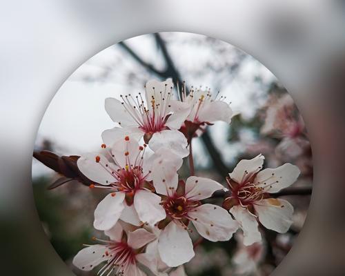 红叶李的花语——爱的宣言（红叶李花的花语及其象征意义）